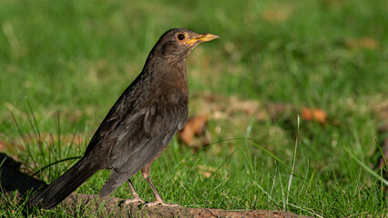 Obraz premium Turdus mandarinus on grass
