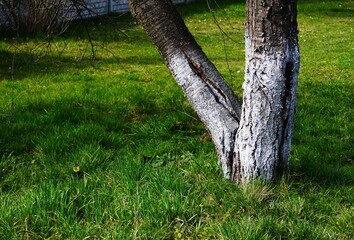 Zabielona wapnem wiśnia w ogrodzie © Adam