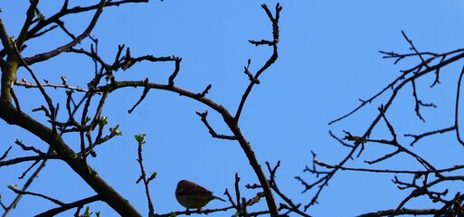 Wysuszone gałęzie jabłoni © Adam