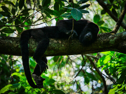 A black howler monkey rests peacefully on a thick tree branch amidst lush green foliage in a tropical forest