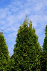 Wysokie i bujne tuje w ogrodzie © Adam