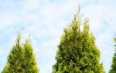 Chmury i tuje © Adam