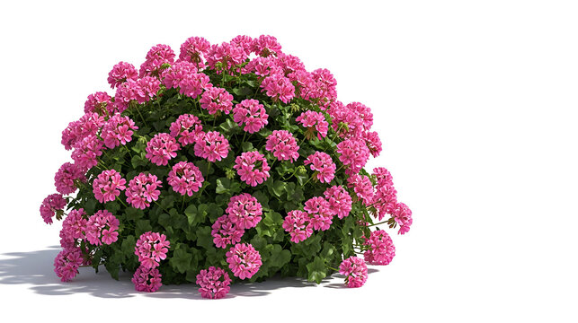 Potted pink hydrangea bush isolated on white background