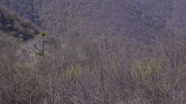 Yellow dogwood flower blossoms in spring forest.