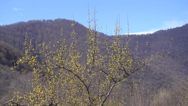 Yellow dogwood flower blossoms in spring forest.