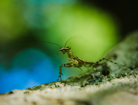 Intricate details of a cryptic mantis, a hidden gem discovered while on a central america roadtrip through lush, biodiverse ecosystems