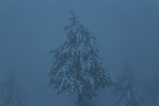 View of snow-laden trees silhouetted against an ethereal, foggy backdrop, creating a serene, almost mystical winter scene, Pir Chanasi, Azad Kashmir, Pakistan.