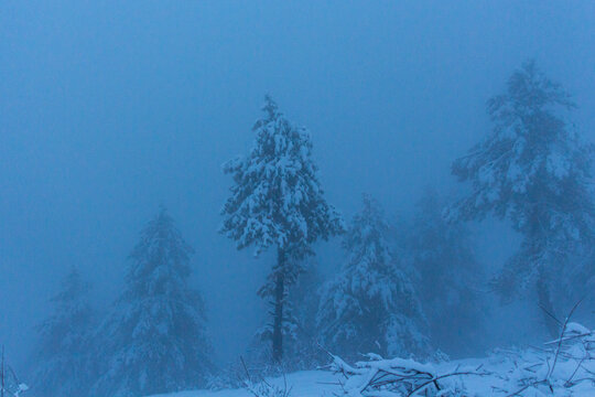 View of snow-laden pine trees emerge from a dense, ethereal fog, their forms softened by the misty atmosphere, creating a serene winter wonderland, Pir Chanasi, Azad Kashmir, Pakistan.