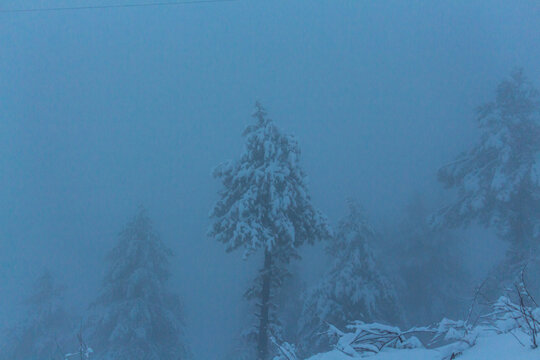 View of snow-laden pine trees pierce the dense fog, their silhouettes barely visible against the muted sky, creating an ethereal winter scene, Pir Chanasi, Azad Kashmir, Pakistan.