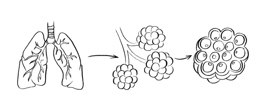 Cells structure sketch