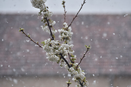 Snow on a first buds and white flowers on tree. Concept of bad weather condition, frost and agriculture disaster. Damage to the orchard