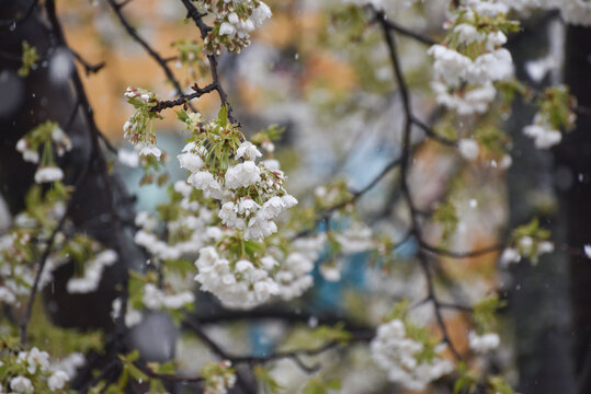 Snow on a first buds and white flowers on tree. Concept of bad weather condition, frost and agriculture disaster. Damage to the orchard