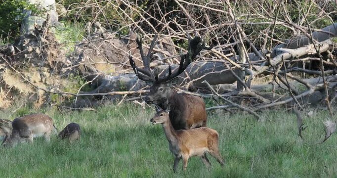 Red Deer close up antlers