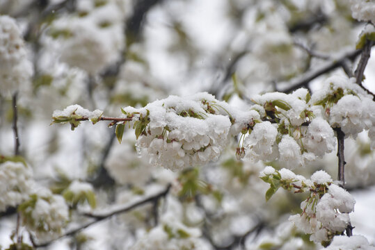 Snow on a first buds and white flowers on tree. Concept of bad weather condition, frost and agriculture disaster. Damage to the orchard