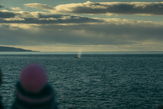 View of a misty spout erupting from the dark waters, contrasting against the cloudy sky, as seen from the shore, Husavik, Nordurthing, Iceland.