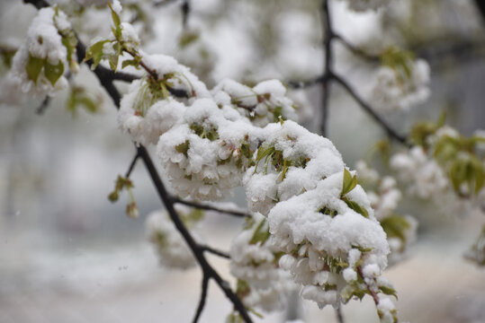 Snow on a first buds and white flowers on tree. Concept of bad weather condition, frost and agriculture disaster. Damage to the orchard