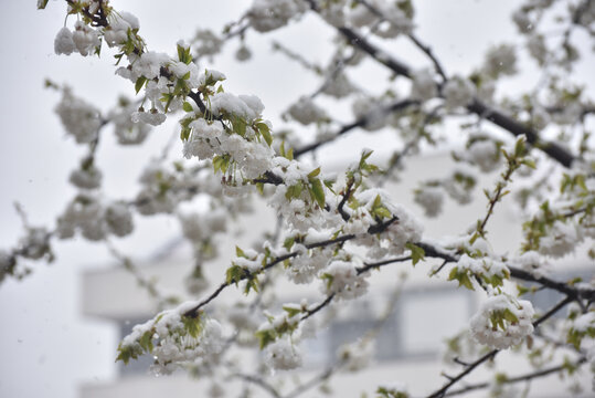 Snow on a first buds and white flowers on tree. Concept of bad weather condition, frost and agriculture disaster. Damage to the orchard