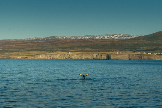 View of a whale's fluke rising from the teal sea against a backdrop of ochre cliffs and distant snow-capped mountains, Husavik, Nordurthing, Iceland.