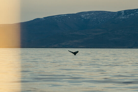 View of a whale's tail emerging from the serene, rippling waters under a majestic mountain range, bathed in the soft glow of twilight, Husavik, Iceland.