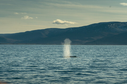 View of a whale releasing a spout of water into the crisp air, with mountains in the background, creating a stunning contrast of nature, Husavik, Nordurthing, Iceland.