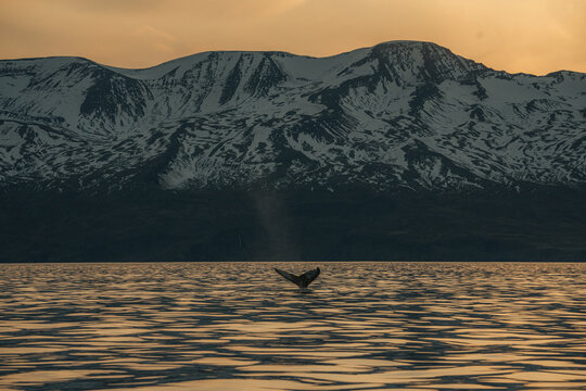 View of a whale breaching the tranquil waters with a backdrop of snow-capped mountains painted in golden hues, creating a striking contrast, Husavik, Nordurthing, Iceland.