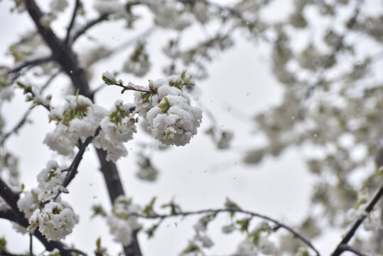 Snow on a first buds and white flowers on tree. Concept of bad weather condition, frost and agriculture disaster. Damage to the orchard