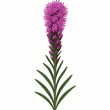 Purple liatris blazing star flower vertical floral vector design