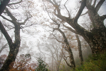 Naklejka premium A misty autumn scene featuring ancient beech trees in the Taipingshan National Forest Recreation Area in Yilan, Taiwan.