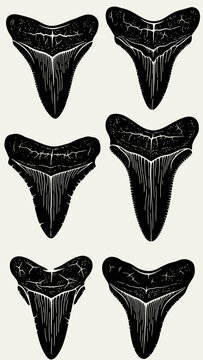 Fossilized Shark Teeth Collection - Ancient Predator Illustration