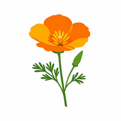 Obraz premium Orange california poppy flower botanical vector design
