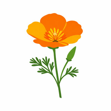 Orange california poppy flower botanical vector design