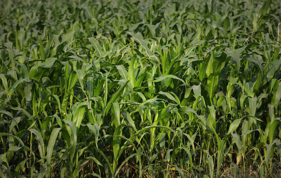 Green sorghum crop farm.. Fresh long leaves sorghum field. Sorghum is a genus of flowering plants in the grass family Poaceae. 