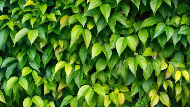Lush green leafy foliage wall with dense ivy leaves