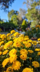 Obraz premium Vibrant Yellow Chrysanthemums Blooming in a Sunny Garden.