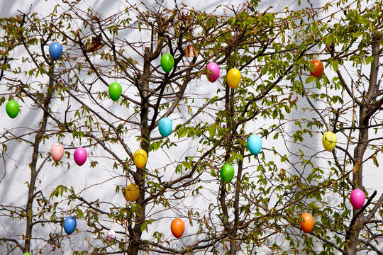 Traditional German Easter egg tree (Ostereierbaum) with colorful plastic eggs hanging on green branches. Bright spring holiday outdoor decoration.
