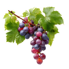 Fototapeta premium Fresh purple grapes hanging on vine with green leaves in natural sunlight close-up