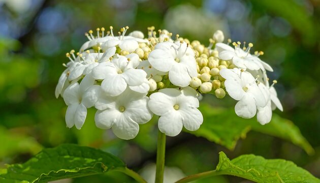 Viburnum flowers in full bloom, showcasing delicate white petals and vibrant yellow buds.
