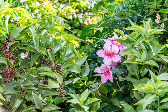 Podranea ricasoliana pertenece a la familia de Bignoniaceae.