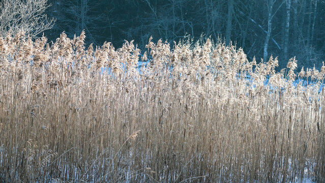 Dry golden reeds in snow covered field during winter