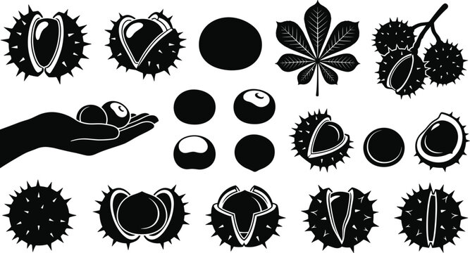 Set of horse chestnut silhouettes with spiky shells, autumn leaves, nut clusters, and hand holding nuts isolated on white background for nature and forest designs.