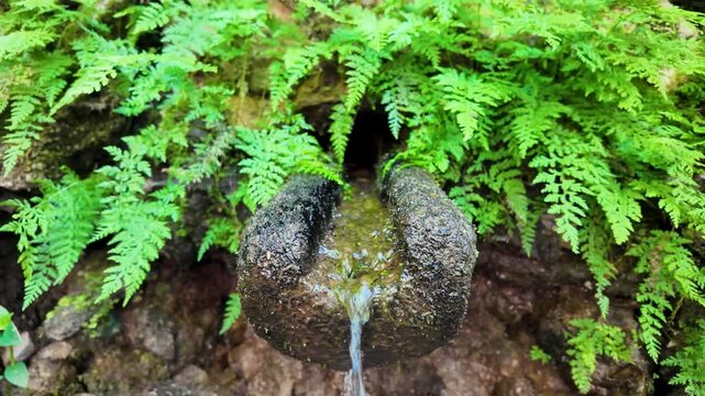 Close-up of a rustic stone spring spout with crystal clear water flowing, framed by vibrant green ferns and mossy rocks in a peaceful forest in Portugal