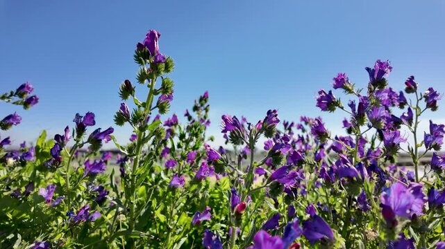 Close-up of purple wildflowers swaying in slow motion under a blue sky in Portugal