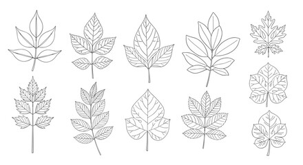 Fototapeta premium Detailed collection of various leaf types and shapes rendered in a minimalist black and white line art or stippling style.