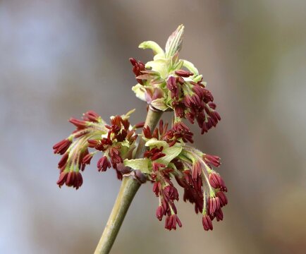 Boxelder maple (Acer negundo) male flowers in spring