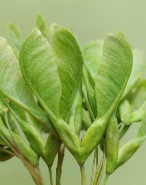 Acer negundo (box elder) samaras