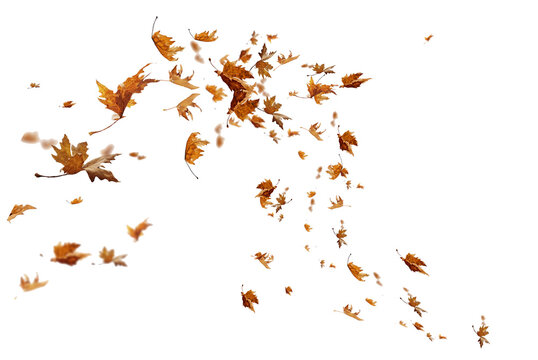 leaf leaves isolated autumn winter season background falling fall platanus tree wid air w