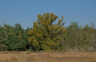 Fototapeta premium Sunny meadow and forest in Volkspark Wulheide in Berlin, Germany