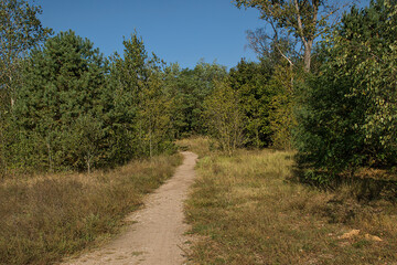 Fototapeta premium hiking trail through a sunny summer forest in Volkspark Wulheide in Berlin, Germany 