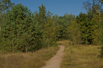 Obraz premium hiking trail through a sunny summer forest in Volkspark Wulheide in Berlin, Germany 