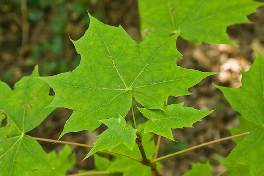  Closeup of the bright green palmately lobed leaf of a norway maple tree - Acer platanoides 